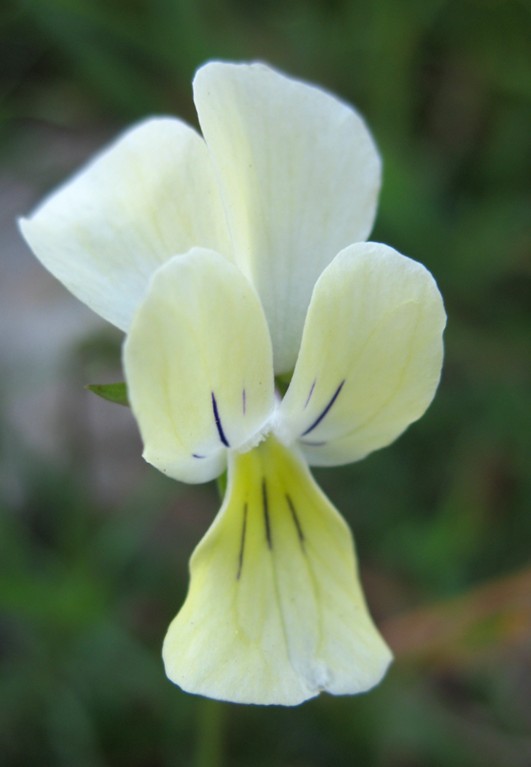 Viola arvensis e altre...